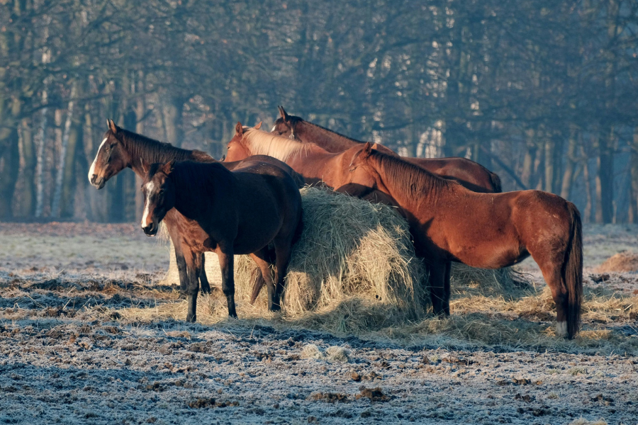 Heste nyder morgensol paa folden.