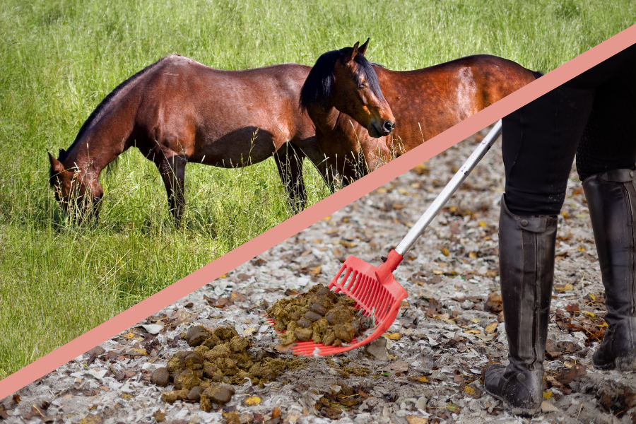 To billededele: Det ene af to heste som spiser graes. Det andet af hestelort.