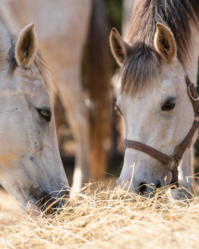 To ponyer spiser hø