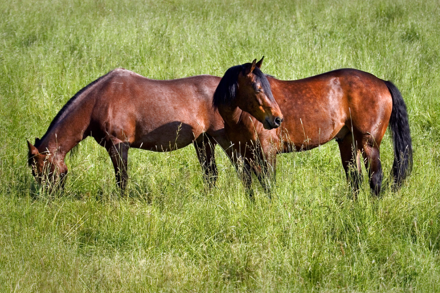 to heste der graesser