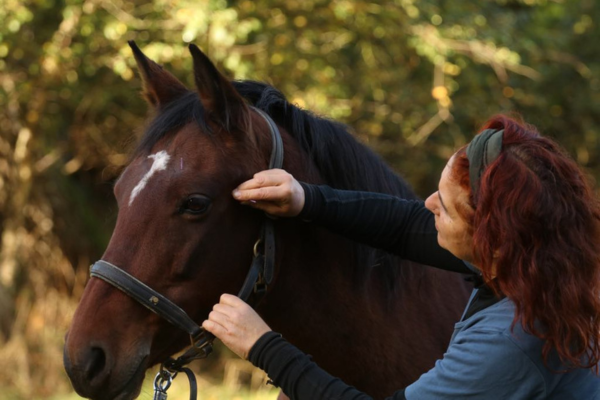 både hest og rytter, kan i følge dyrlæge katrine ravnsfelt, have stor gavn af alternativ behandling, hvilket hun selv anvender i praksis. . foto katrine ravnsfelt