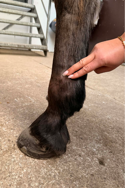 digital arterien mærkes også på hestens piber. foto malgré tout