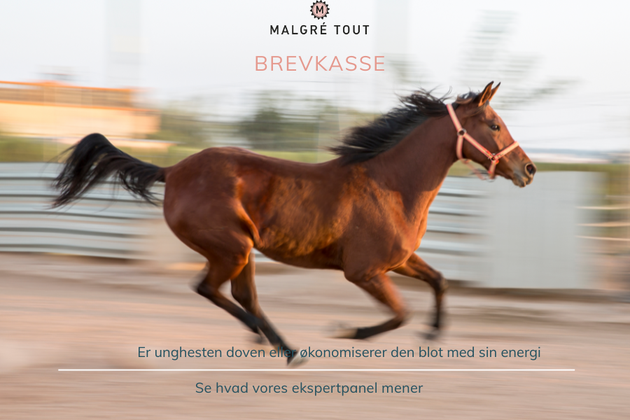 heste har forskelligt temperament og dermed også energi. foto canva