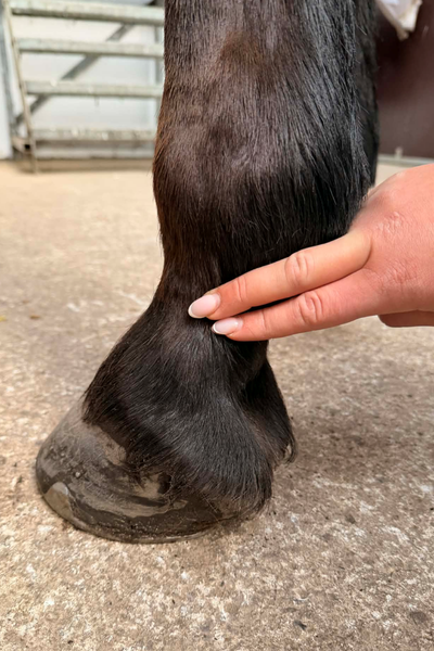 hestens puls kan også måles på benet på digital arterien. foto malgré tout