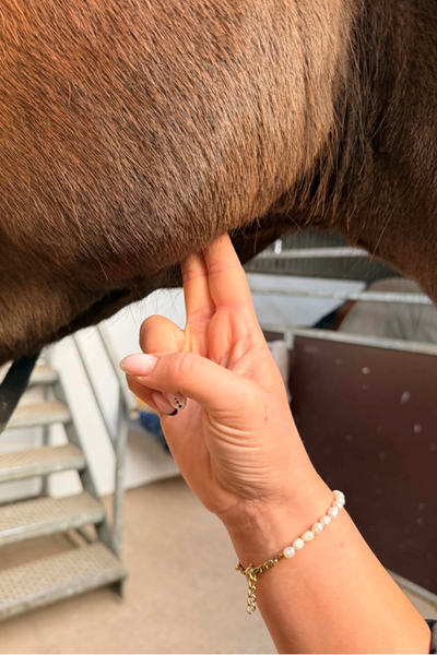 hestens puls måles relativt nemt under kæben. foto malgré tout