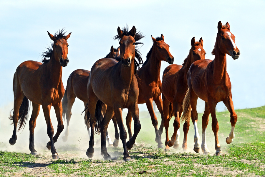 heste er unikke individer med stor variation i temperament, stofskifte og energiniveau. nogle er naturligt rolige og mere afslappede, mens andre har et højere energiniveau og derfor kræver en ande