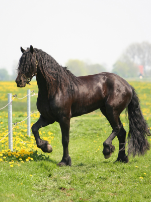 den smukke og genkendelige frieserhest har også anlæg for dressur. foto canva