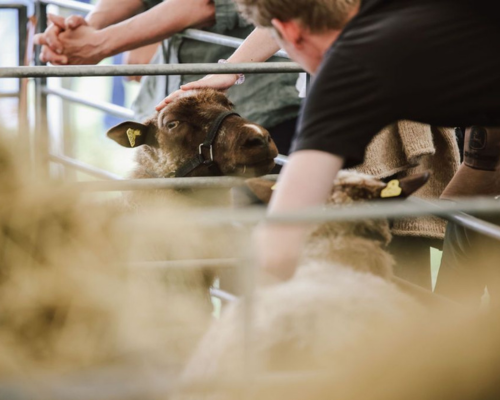 du kommer helt tæt på dyrene på roskilde dyrskue foto mille vang lynæs christophersen
