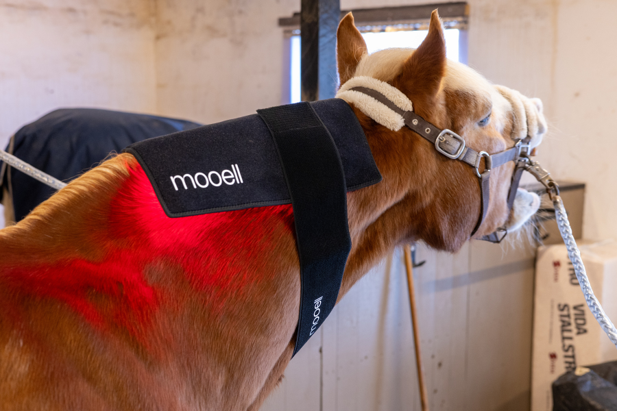 Hest gaber af velvære med lysterapi på nakken.