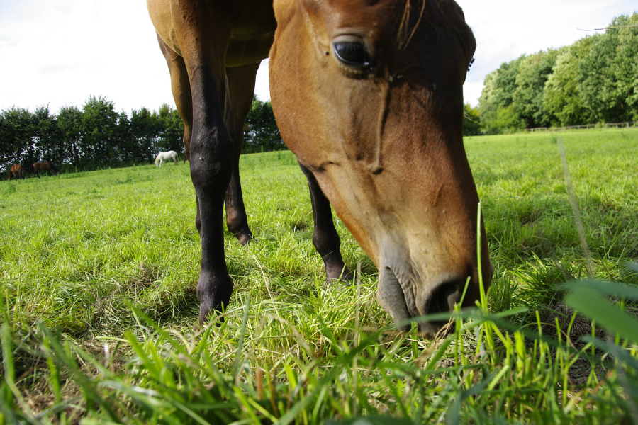 Hest spiser græs.