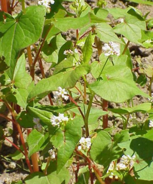 boghvede (fagopyrum esculentum). foto wikipedia