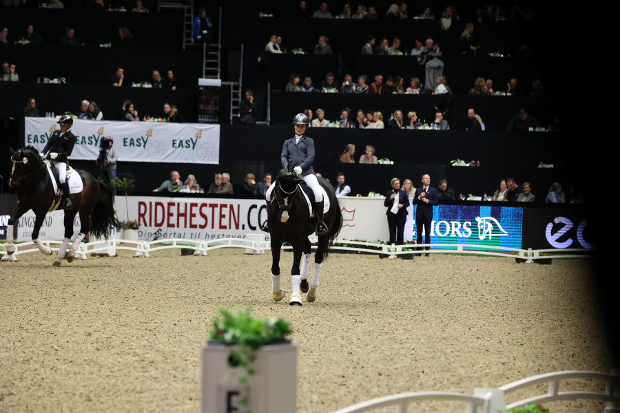 dansk varmblods hingstekåring herning 2024 hingste