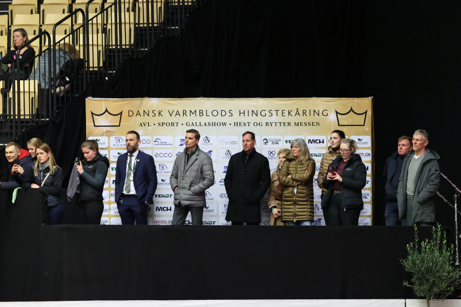 dansk varmblods hingstekåring herning 2024