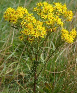 engbrandbæger (jacobaea vulgaris) foto wikipedia