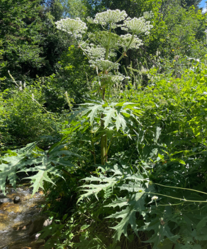 kæmpe bjørneklo( (heracleum mantegazzianum) wikipedia