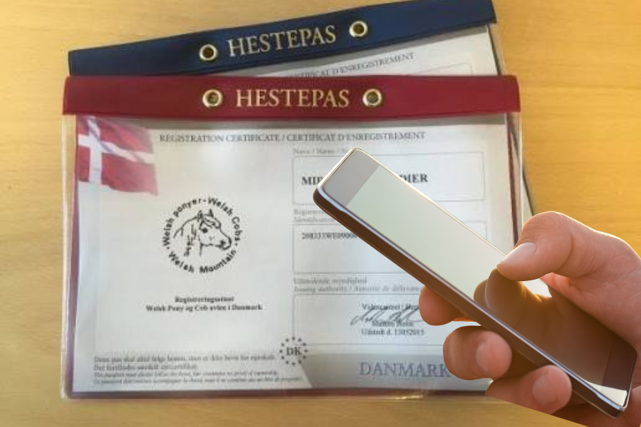 når du flytter din hest inden for danmarks grænser, er tilstrækkeligt at kunne fremvise hestens stamoplysninger digitalt. foto arkiv.