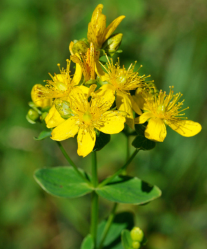 prikbladet perikon ( hypericum perforatum) foto wikipedia