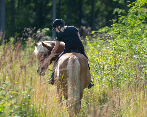 ved ridning i sommervarmen kan det være bedst at ride tidlig morgeneller aften hvor det er lidt køligere. foto canva