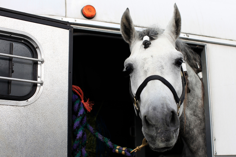 Hest i trailer til stævne.