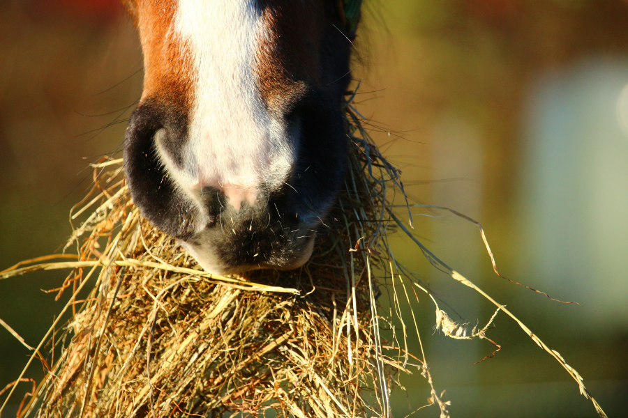 Hest spiser hø.