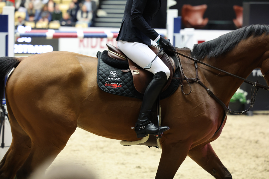 Hest til konkurrence.