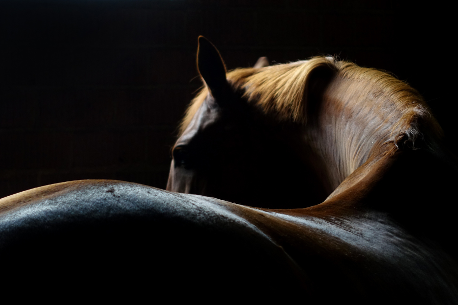 Hest set over ryggen i mørkt lys