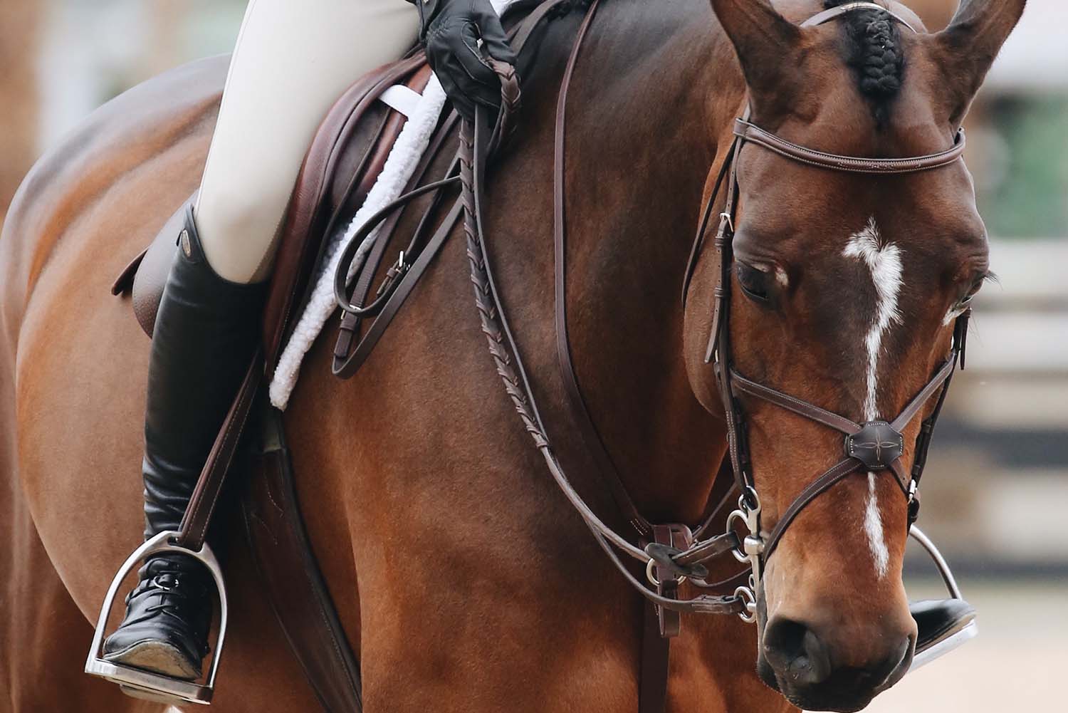 Hest og rytter closeup