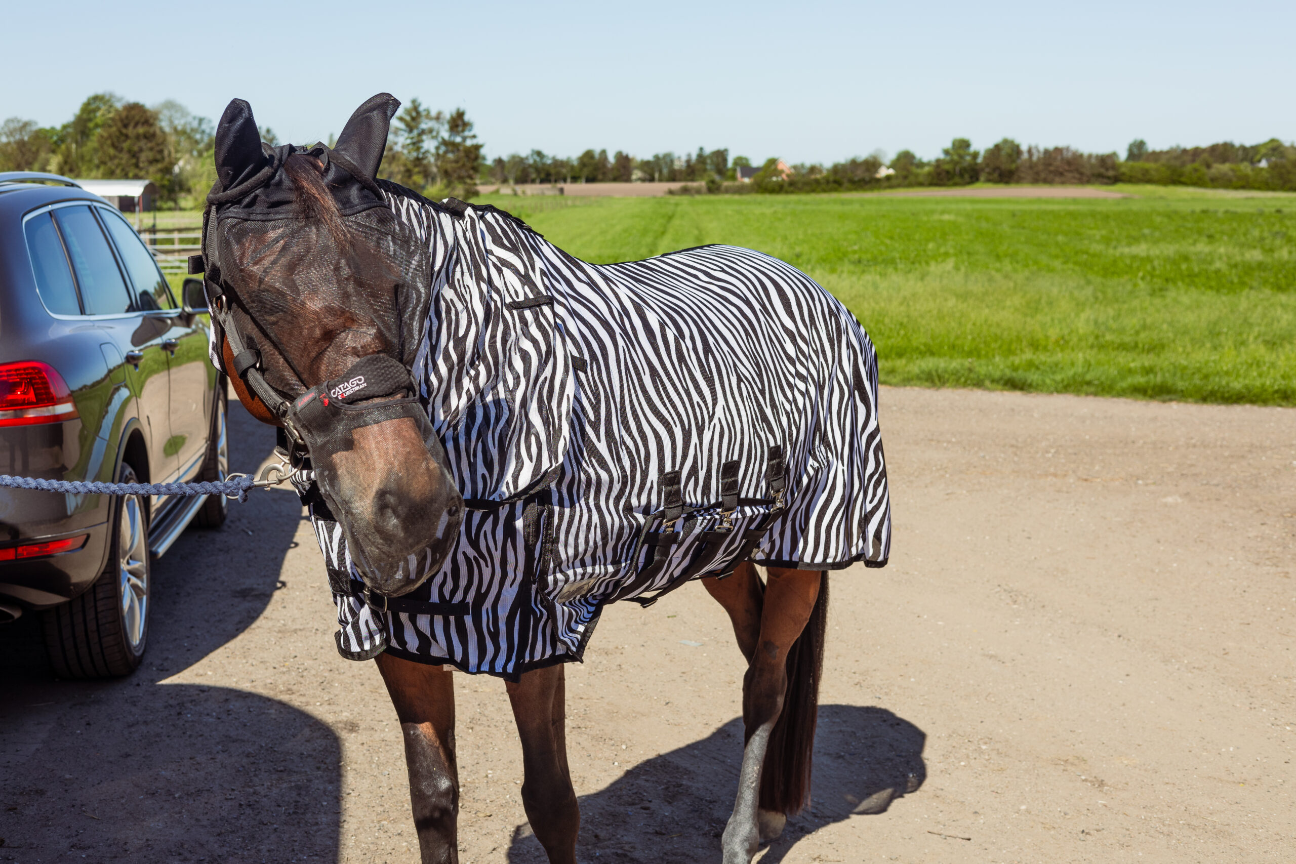 Hest med insektdækken og fluemaske