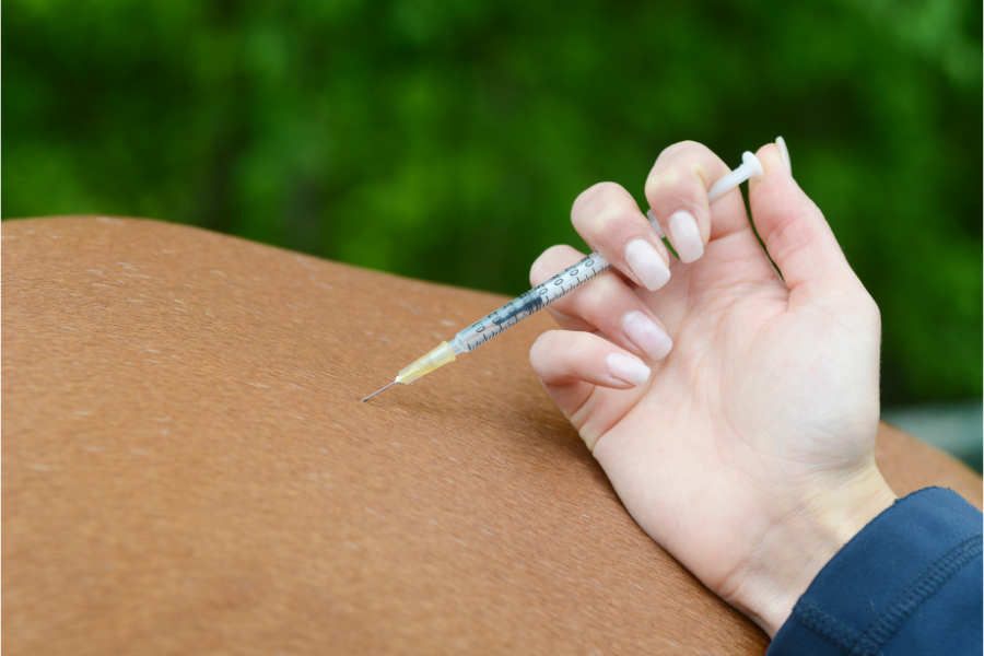 almindelig ledinjektion påvirker hestens insulin hvilket kan være kritisk for nogle heste. foto canva