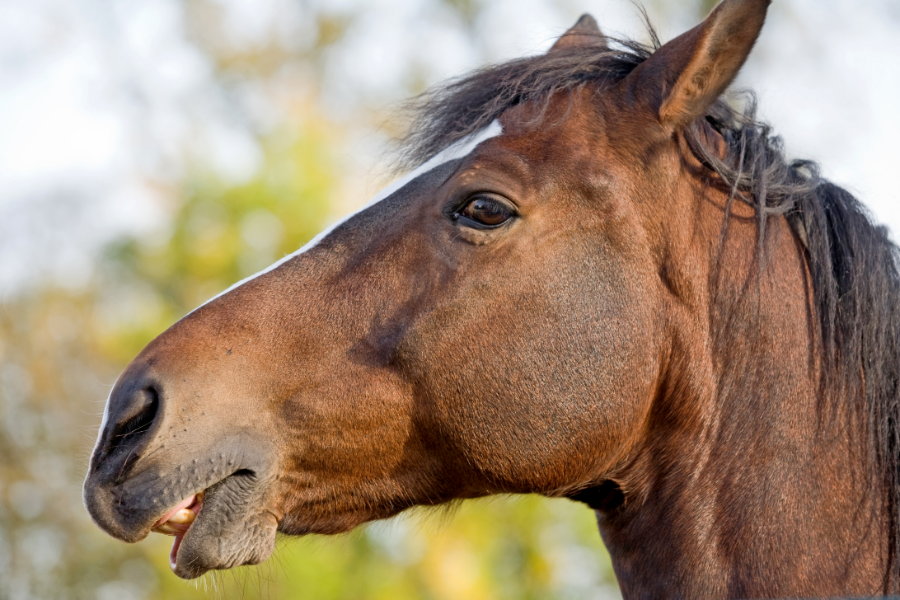 heste udtrykker meget med deres ansigt, øjen, ører, kæber og mule. du kan træne dit øje til at se tegnene på for eksempel smerte snart kan ai måske det samme. foto canva