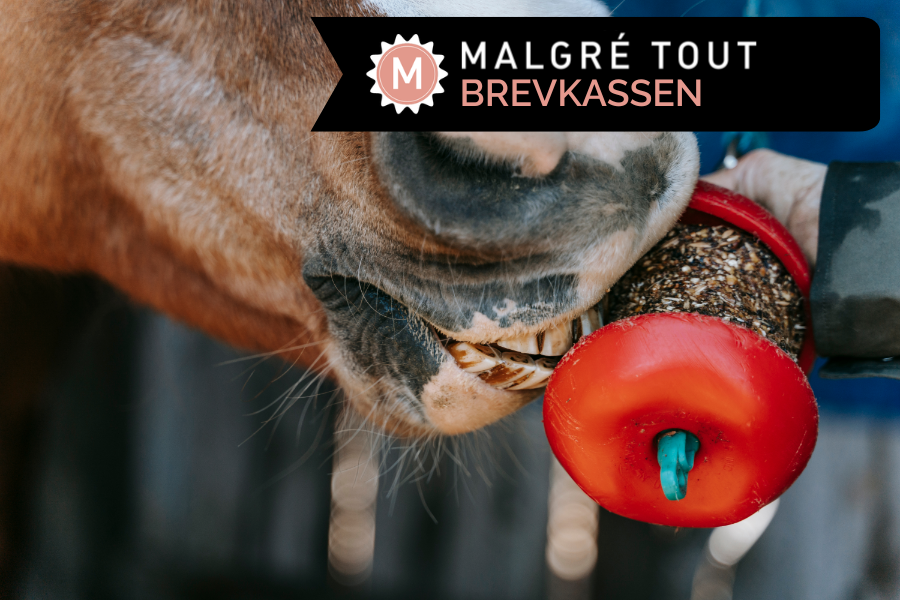 i perioder, hvor hesten er begrænset i sin fysiske aktivitet, kan du med fordel stimulere dens smags og lugtesans for at understøtte dens mentale trivsel. foto canva