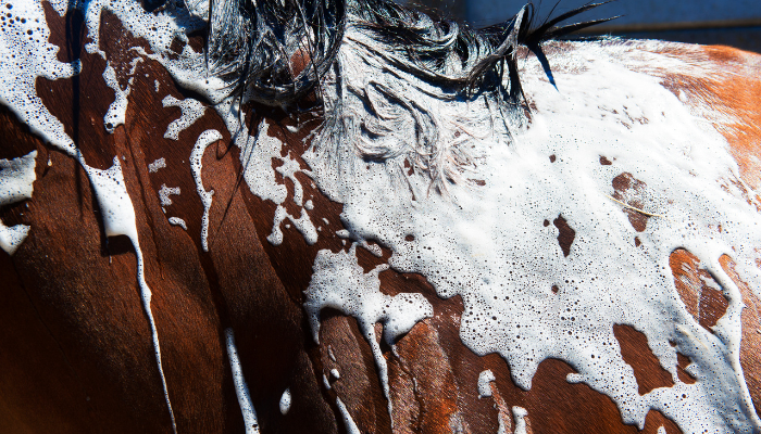 ved regnskold hos heste anbefales vask med en antibakteriel shampoo. behandlingen gentages med 2–3 dages mellemrum. opfølgende vask med medicinsk shampoo en vigtig del af behandlingen. foto canva