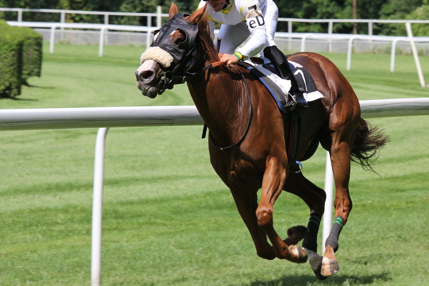 Galop hest til væddeløb.