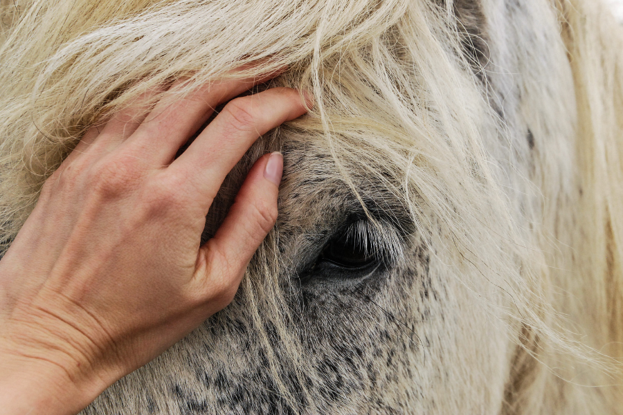 kvinde klapper hest
