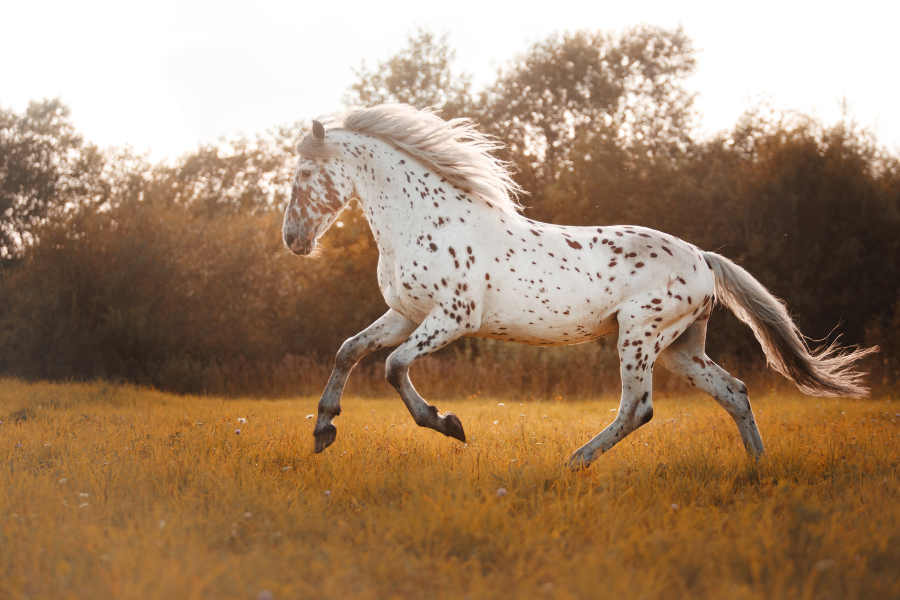 Hest på sommerfold