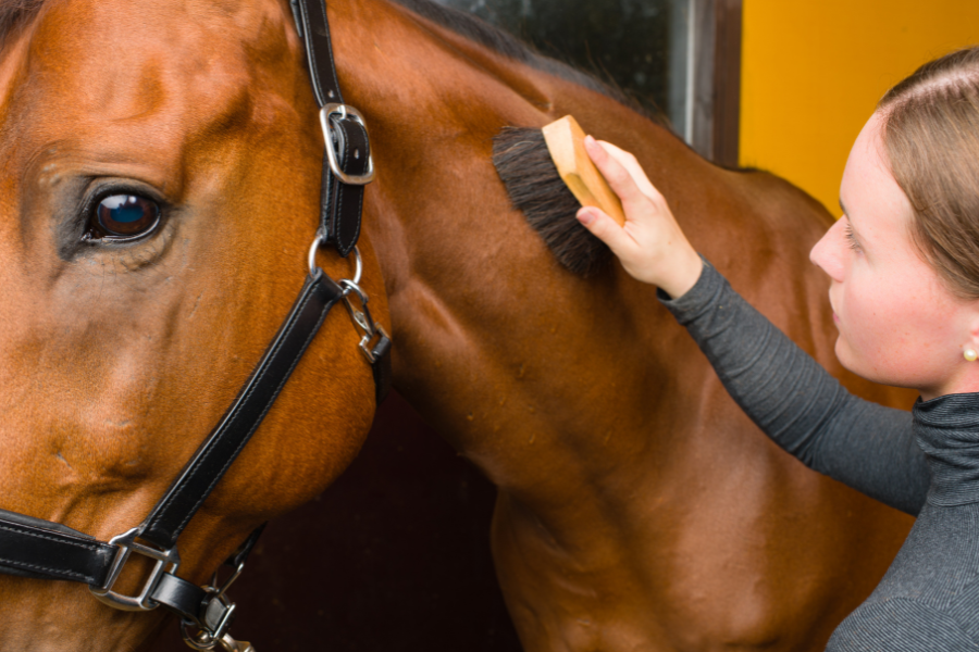 kvinde strigler hest