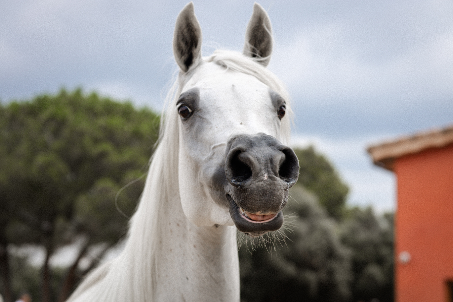 Hest laver grimasse