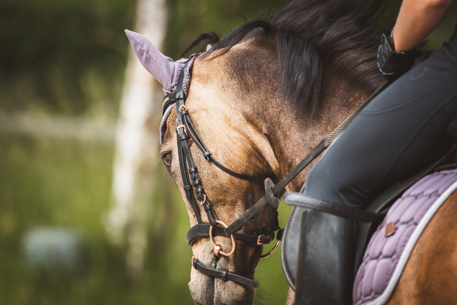 kvinde rider dressur