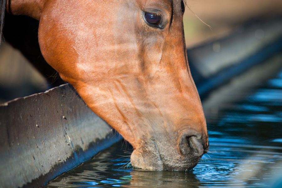 Hest drikker af vandkar