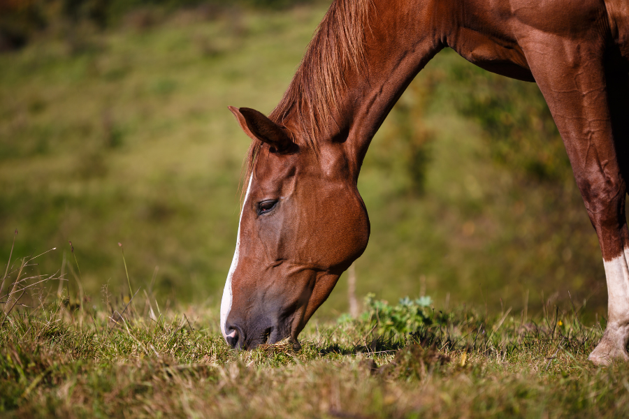 hest går på fold og græsser