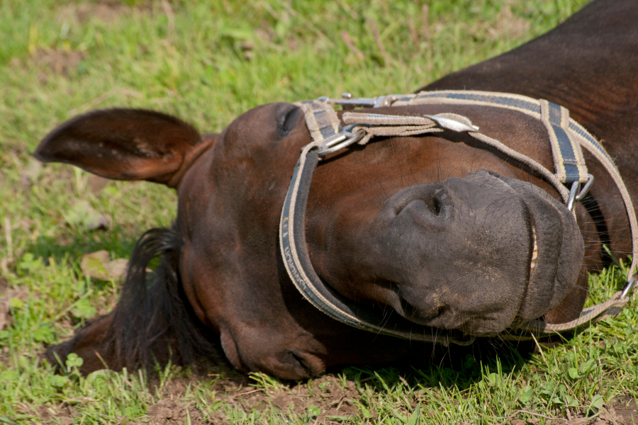 hest ligger og sover