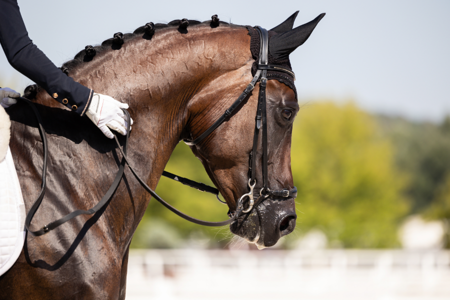 dansk avl har i flere år sat sit præg på den internationale ridesport, hvor danskavlede heste ofte ses ved de største mesterskaber og stævner. foto arkiv