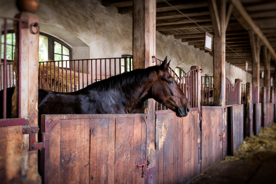 Hest i stald