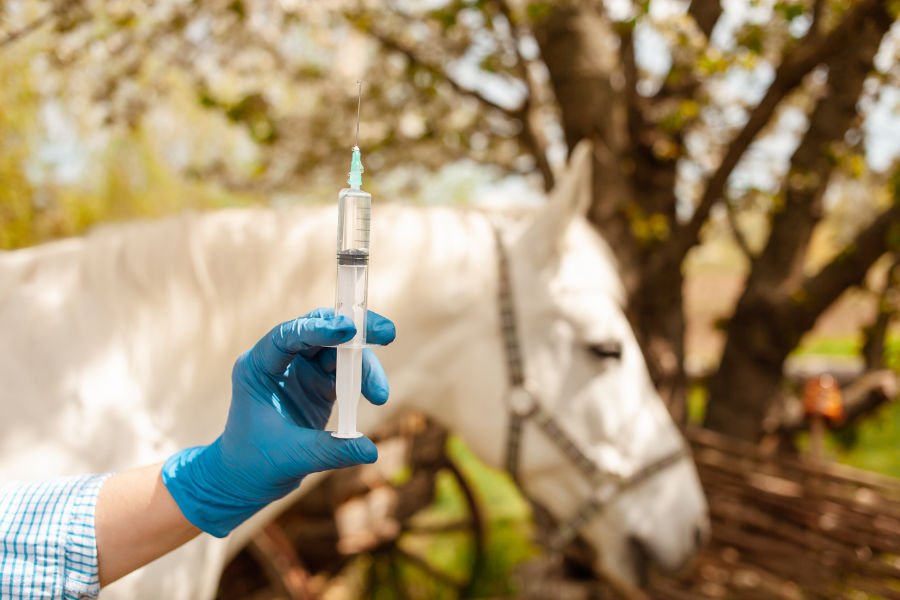 vetstat reglen skal give myndighederne et samlet overblik over, hvor meget medicin der bliver brugt til dyr i danmark. foto canva
