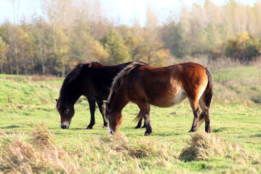 exmoor ponyer der græsser