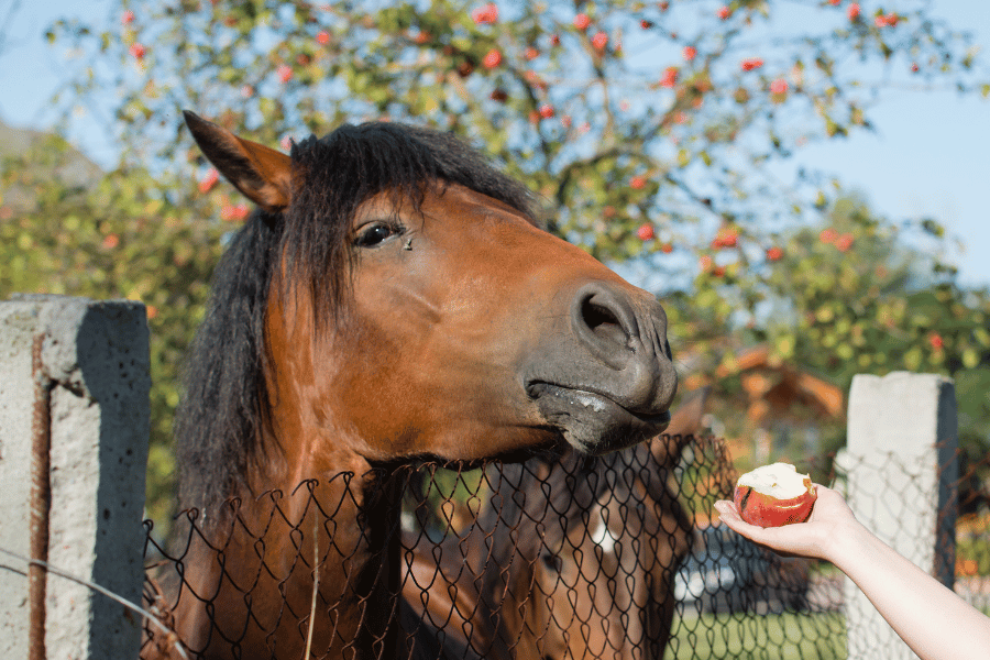 hest bliver fordret med æble