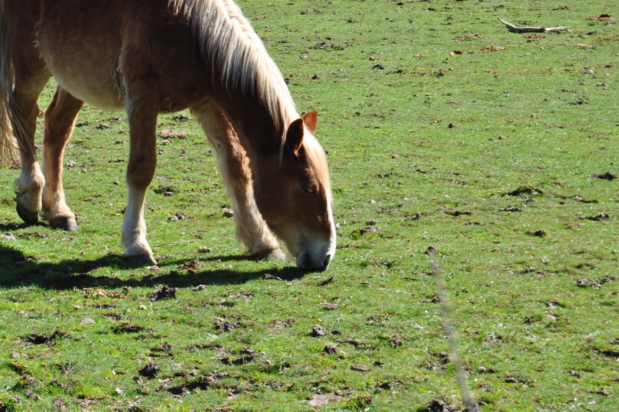 hest græsser på nedbidt optrampet fold