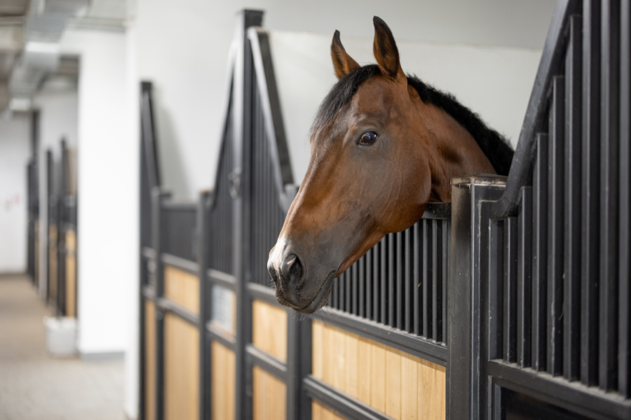 hest kigger ud af boks
