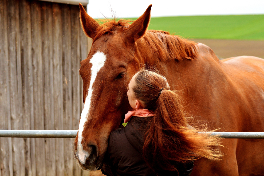 hest og kvinde nusser over hegnet