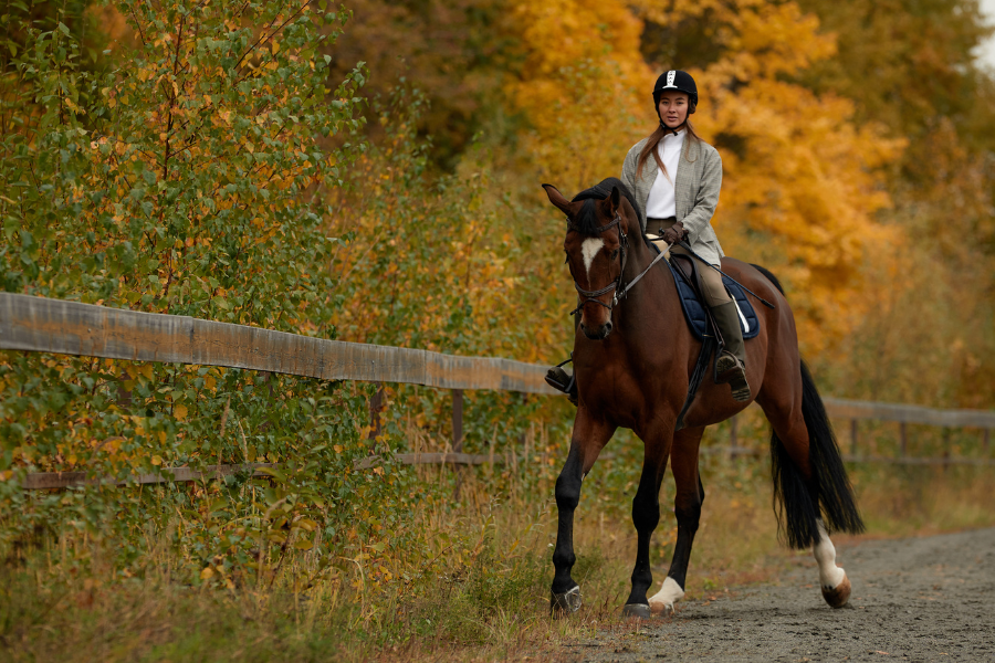 hest og rytter med efterårstræer